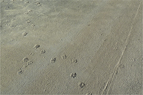 キタキツネの足跡の画像