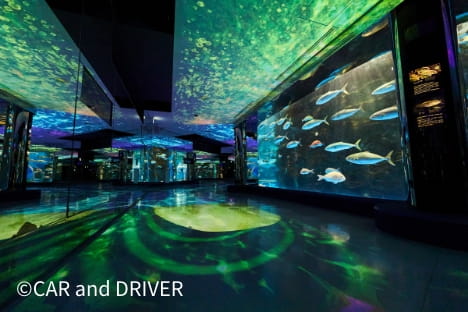 のとじま水族館の展示の様子